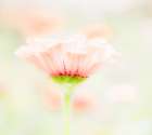 Washington State-Oakville-Pacific Northwest zinnia flower Art Print
